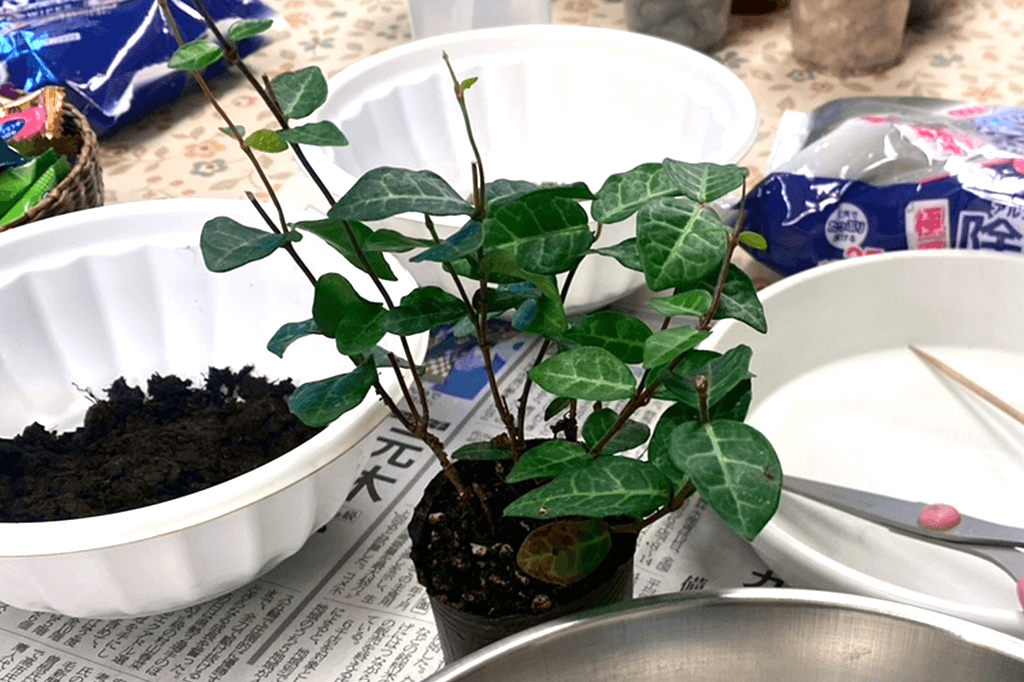 ハツユキカズラ