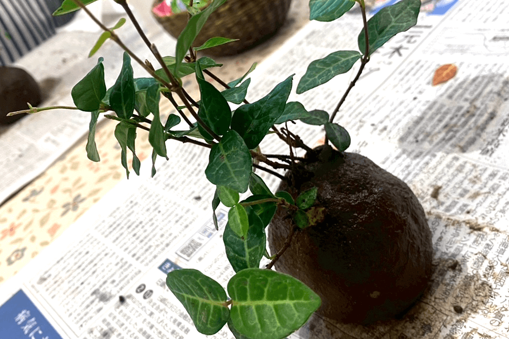 苔玉を丸めたところ