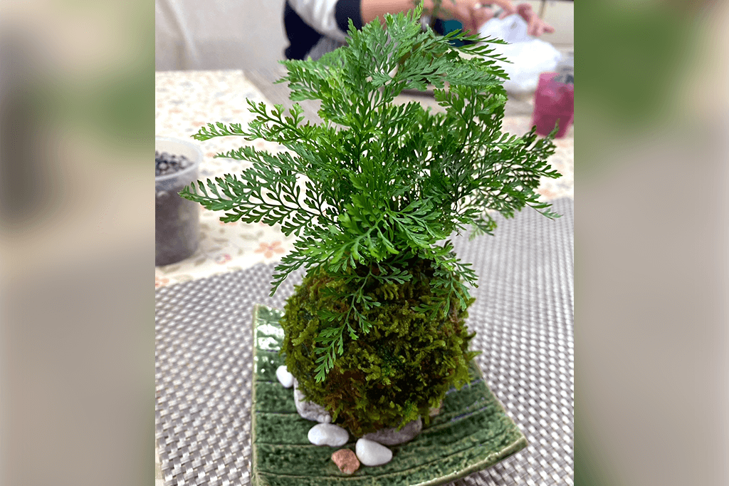 友人の苔玉(シダ植物)